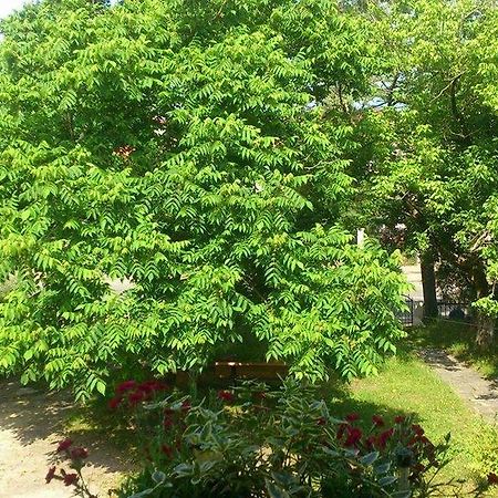 Marinas Guesthouse Кобулеті Екстер'єр фото