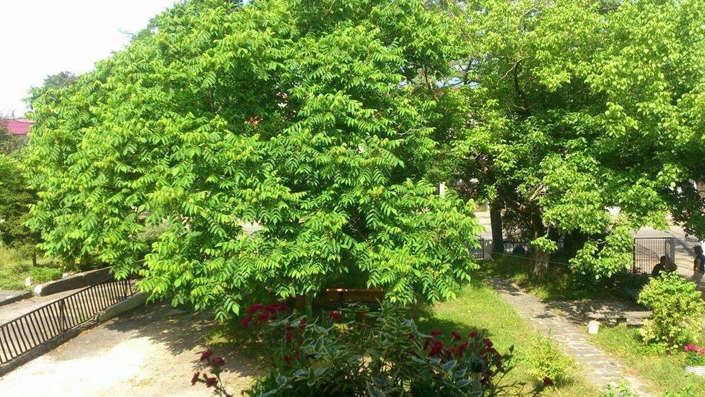 Marinas Guesthouse Кобулеті Екстер'єр фото